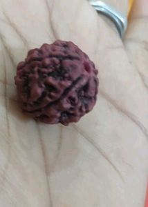 Panchmukhi - Rudraksha With Gifted.
