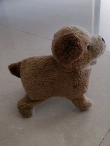 Dog teddy