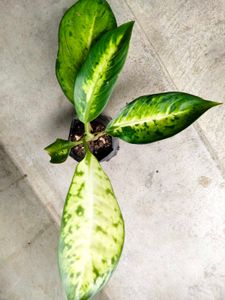 Dieffenbachia N Snygonuim Combo