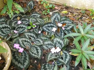 2 Peacock Ginger Bulbs (Kaempferia Rotunda)