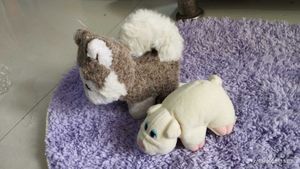 Combo Of Cat And Pound Puppies