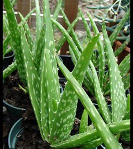 Aelovera Plant Leaf