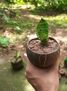 Snake Plant