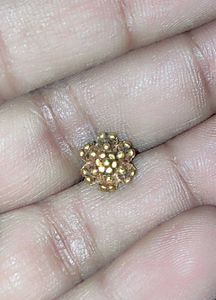 Original Gold Nose Pin