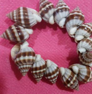 Seashell Bracelet