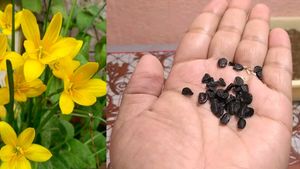 Yellow Rain Lily Seeds 25/-