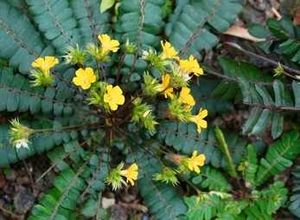 Lakchana/Lajalu /Mukkutti Medicinal Plant
