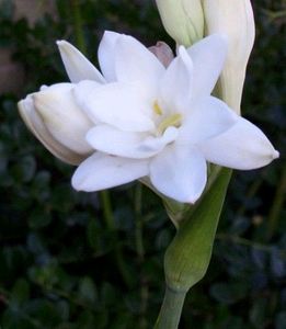 Rajanigandha (Tuberose, Nishigandha)