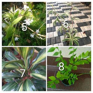you can select 10 Live Root plants