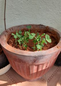 Green Peas Plant With Pot