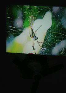 Led Projector