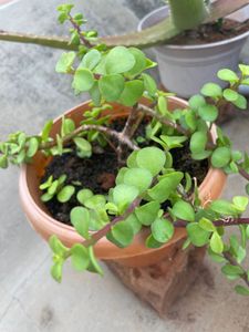 Live Plant For Sale