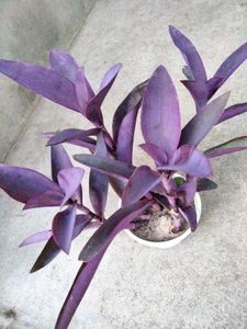 Varieties Plants Combo.
