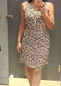 Zebra Print Dress New Ginger By Lifestyle