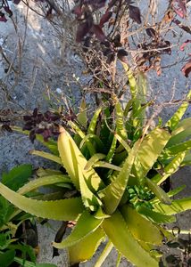 Combo Of 1 Aloevera And 2 Tulsi Plant