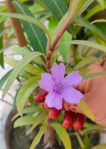 Purple Petunia Plant