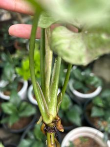 House Plant