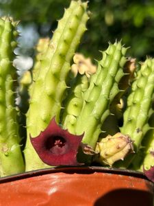 Cactus