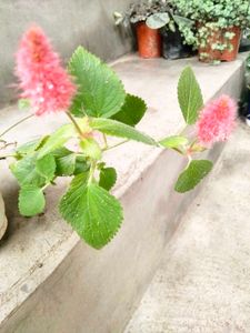 Assorted Plants