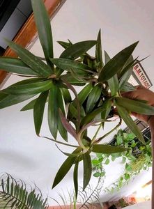 Set 2 Moses In The Cardle &amp; Pandanus veitchiiPlant