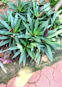 Tri Colour Oyster Plant