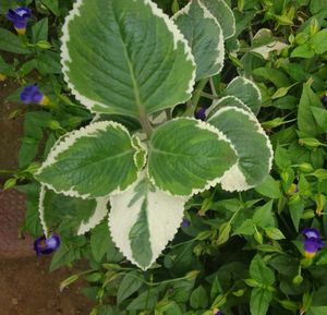 Variegated Mexican Mint