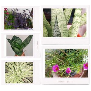 Combo Of Five Plants