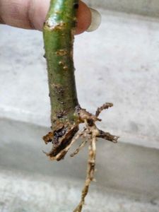 5 Sapling Of Adenuim Plants Combo