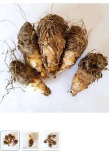 Rajnigandha 2 Bulbs