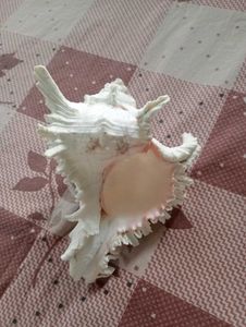 Unique Seashell Decor