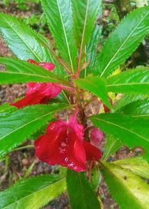 Balsam Flower Plant | Bright Blooms | Easy to Grow