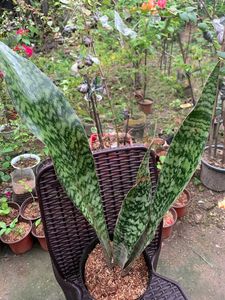 Snake Plant