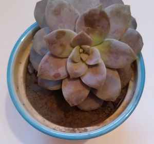 Alive&amp;Real Echeveria Lilacina,GhostEcheveria