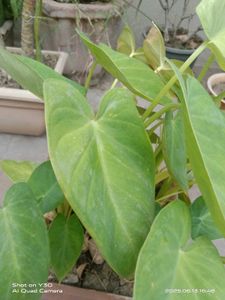 Elephant Ear Plant - Healthy &amp; Thriving!
