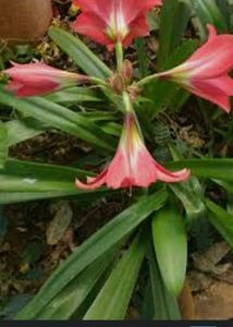 Amaryllis Lily