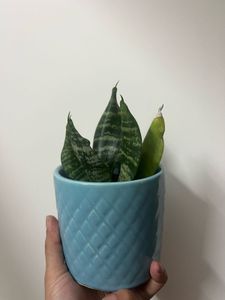 2live Snake Plants In Ceramic Pot