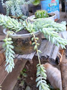 Donkey Tail