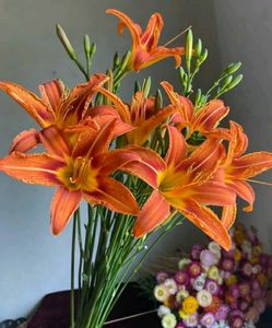 Lily