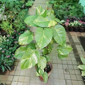 Combo Of Lotus Tuber And Big Leaf Money Plant