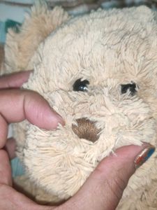 Teddy