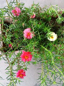 Three Colours Portulaca