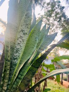Compo Of Snake Plant And Other