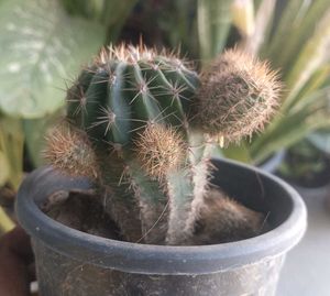 Combo Of Two Flowering Cactus 🌵