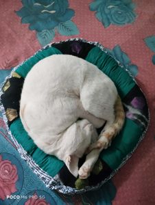 Cat Bed - Handmade Pek Of 1
