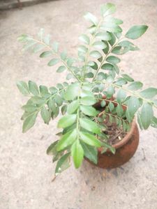 Healthy Curry Leaves Plant With Root