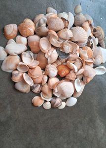 Sea Shells From Andhra Pradesh 130 Shell