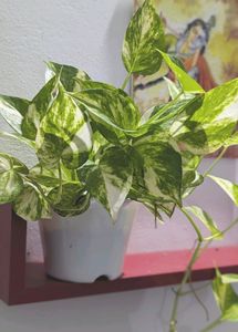 Money Plant With Pot.Healthy Leaves