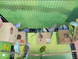 Bird Aviary Cage