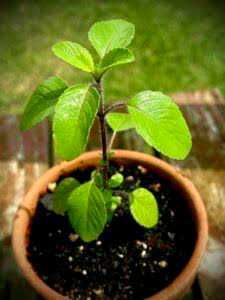 Tulsi Live Plant