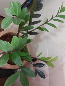 Air Purifying ZZ Plant
